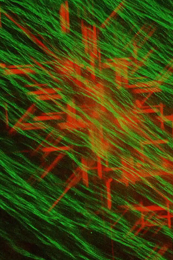 Light Color and Water poster