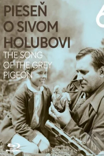 The Song of the Grey Pigeon poster