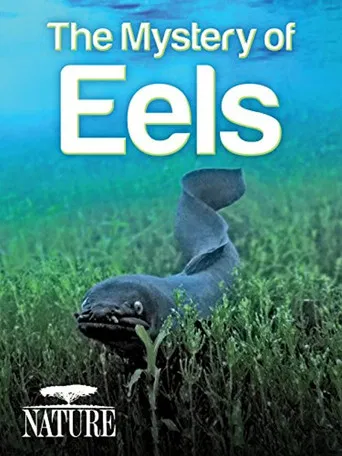 The Mystery of Eels poster