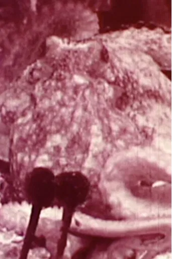 Aurora Borealis poster