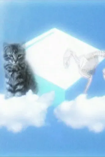 Le Chat De Shrodinger poster