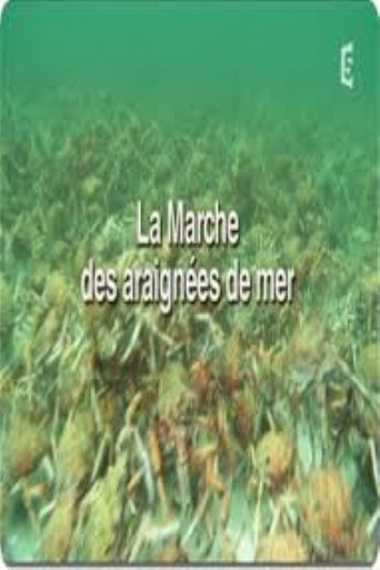 La marche des araignées de mer poster