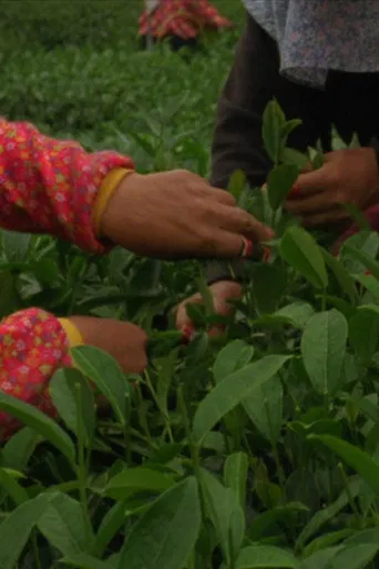 Sea of Clouds poster