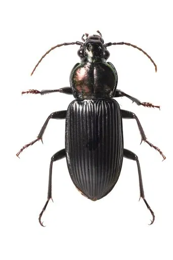 Self-Portrait poster