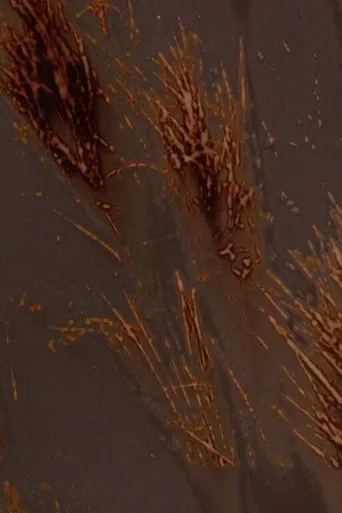 Terre rouge terre noire poster