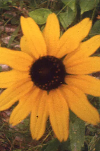 Wayward Glimpses poster