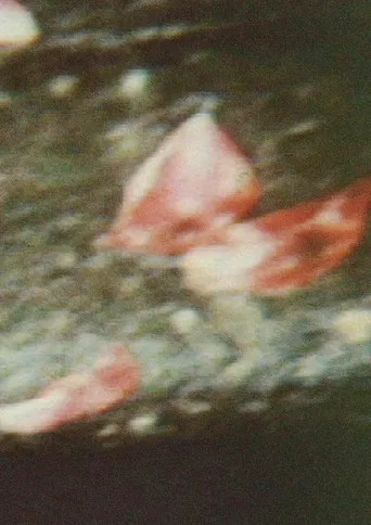 Shishōsetsu 1 poster