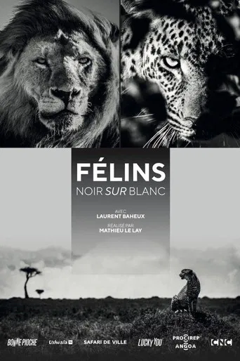 Félins, noir sur blanc poster