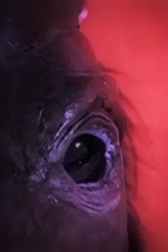 Dog Day - Rome poster