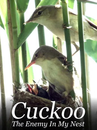 Cuckoo: The Enemy In My Nest poster