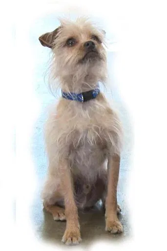 Pretty Little Doggie poster