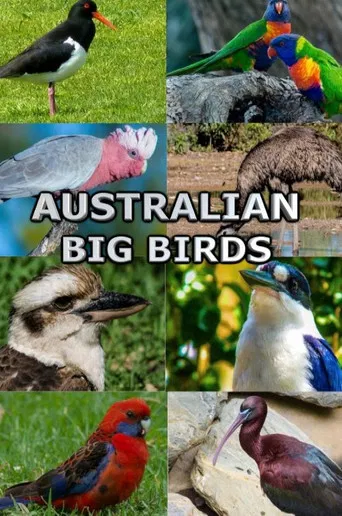 Australian Big Birds poster