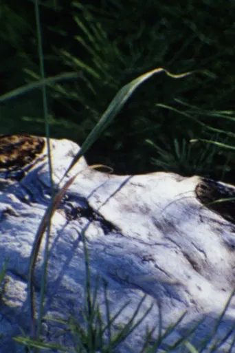 au bord de la rivière poster