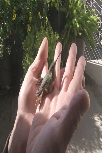 Birds in the Window poster