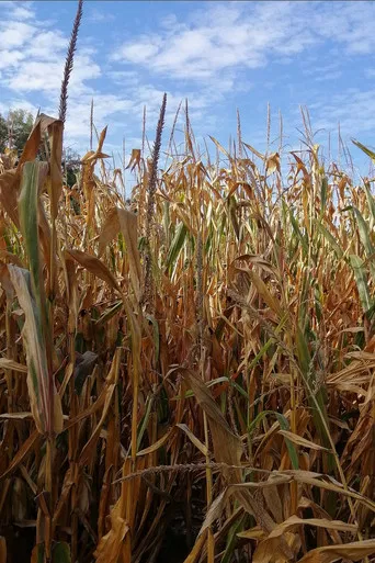 The Temple of Augustus and Livia seen near Saint-Prim poster