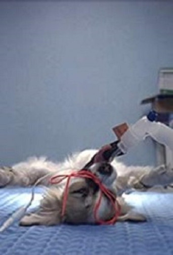 Animals Under Anaesthesia: Speculations on the Dreamlife of Beasts poster