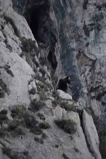 Ours, simplement sauvage poster