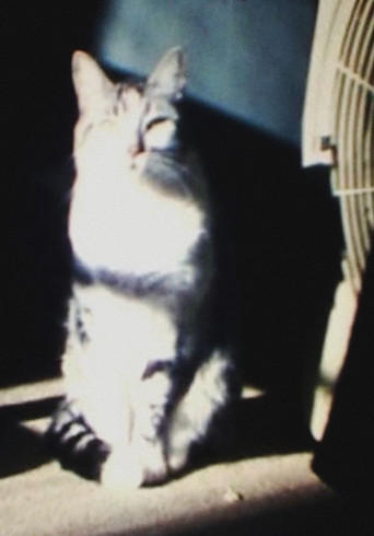 sin título (Snoopy) poster