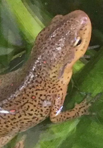 4 Fingers, 5 Toes poster