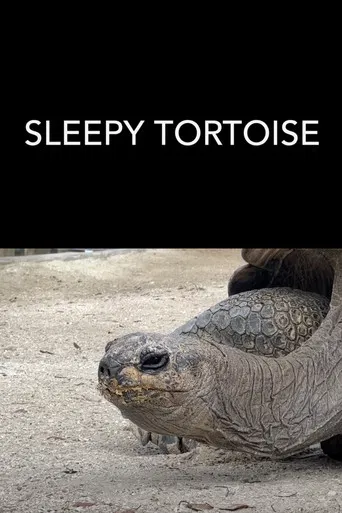 Sleepy Tortoise poster