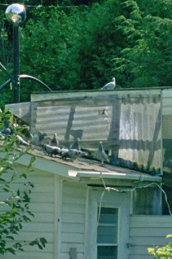 Peacock's Monologues poster