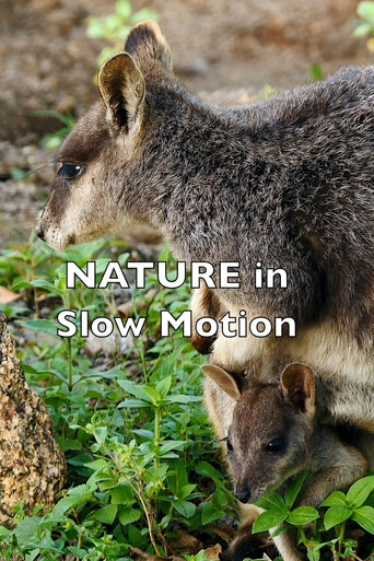 Nature In Slow Motion poster