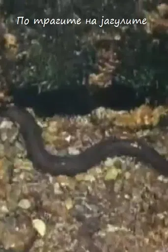 Following the Traces of the Eels poster