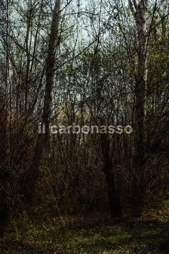 il carbonasso poster