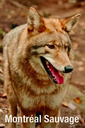 Montréal sauvage poster