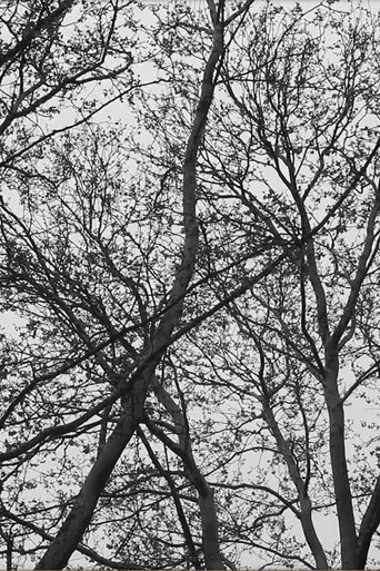 Conversations with a Koel Bird poster