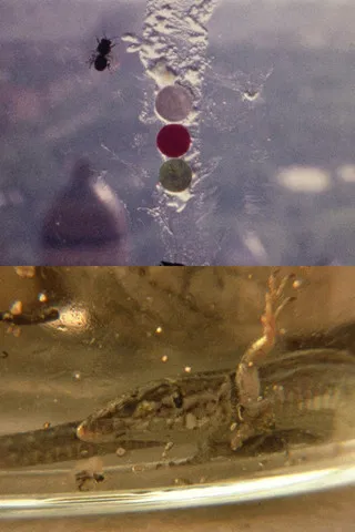 Fuegos Artificiales Foco Proyector apto. Con Burbana avispa bombilla filamento Poti poster