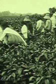 Tea Company of the NILS in Pematang Siantar (Sumatra) poster