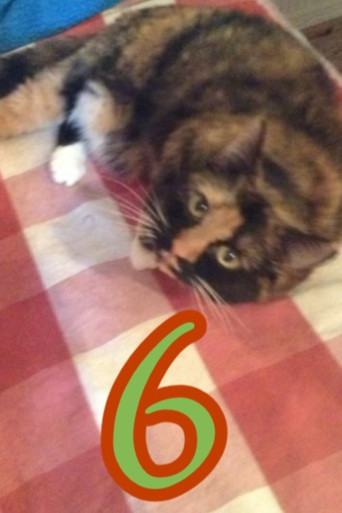 The Adventures of Murphy the Cat #6 poster