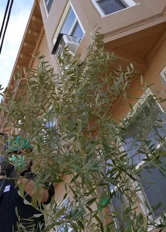 Olive for Steve poster