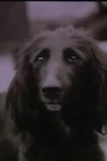 The Dog Was Running poster