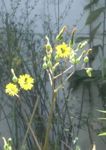 Impressions of Mr. Shirouyasu poster