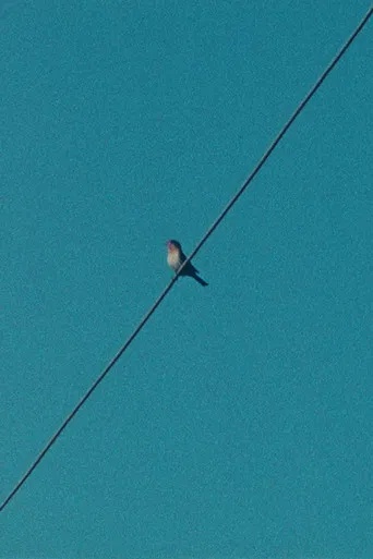 Ear on a Worm poster