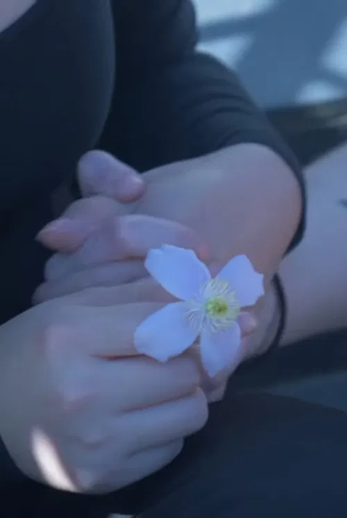 Pushing Daisies poster