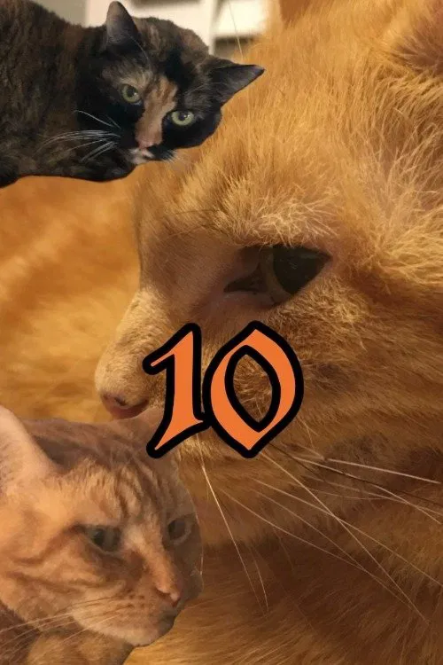 The Adventures of Murphy the Cat #10 poster