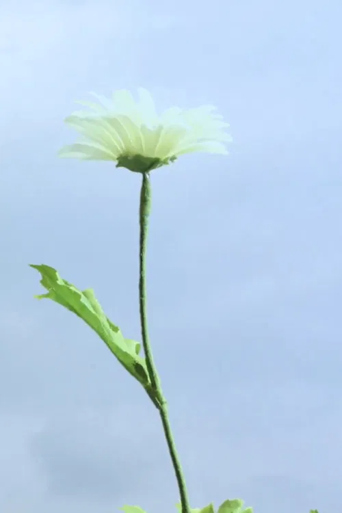 Live or Let Live poster