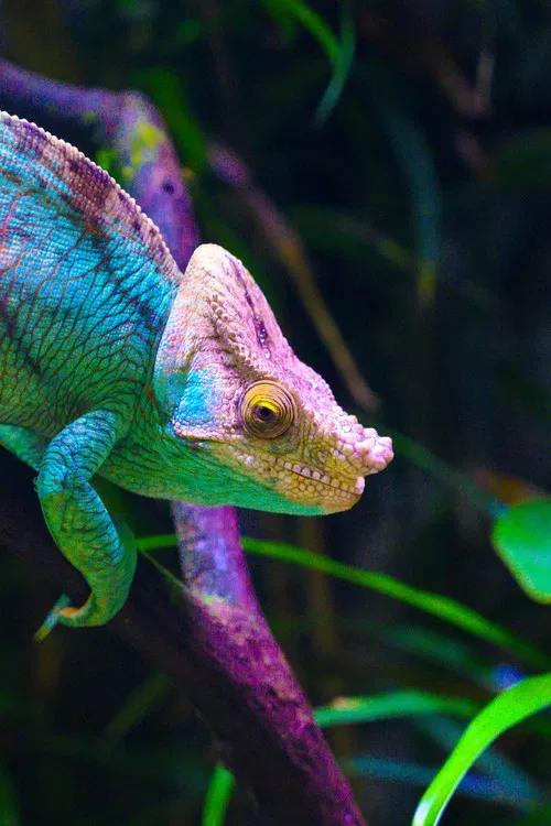 Madagascar, paradis des caméléons poster