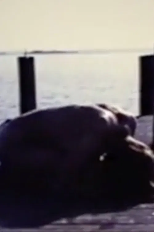 Homage To Edvard Munch And All My Dead Children poster