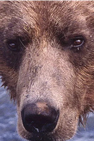 Showdown at Grizzly River poster