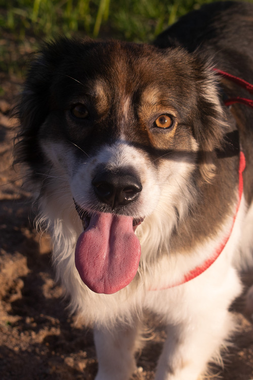 Beethoven Marcos profile