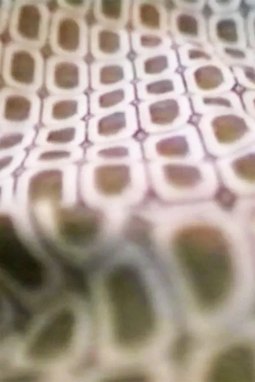 Me Thing - You Dog poster