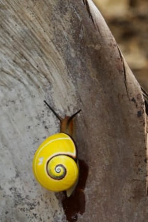 The Perfect Backpack poster