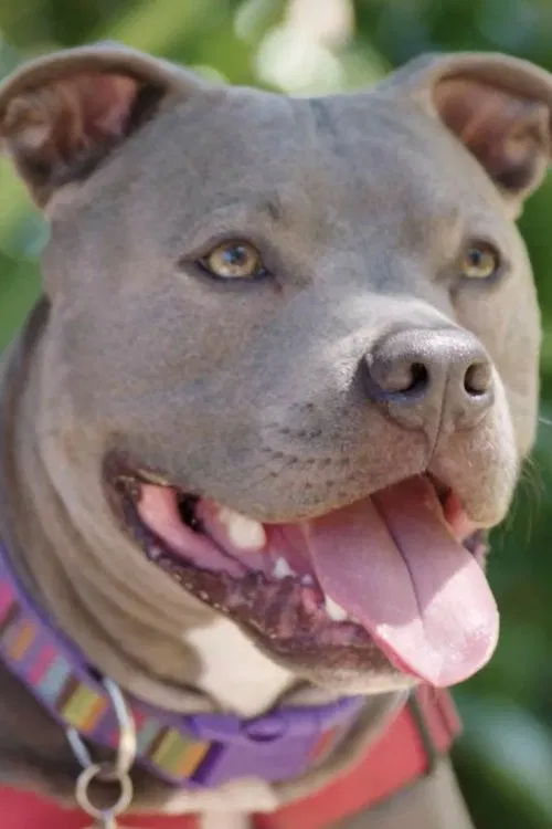 Hopalong Animal Rescue: The Power of Fostering poster