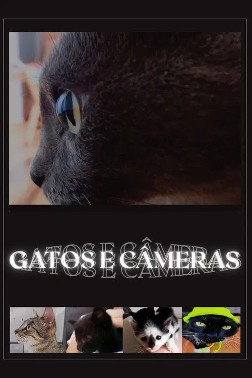 Cats and Cameras poster