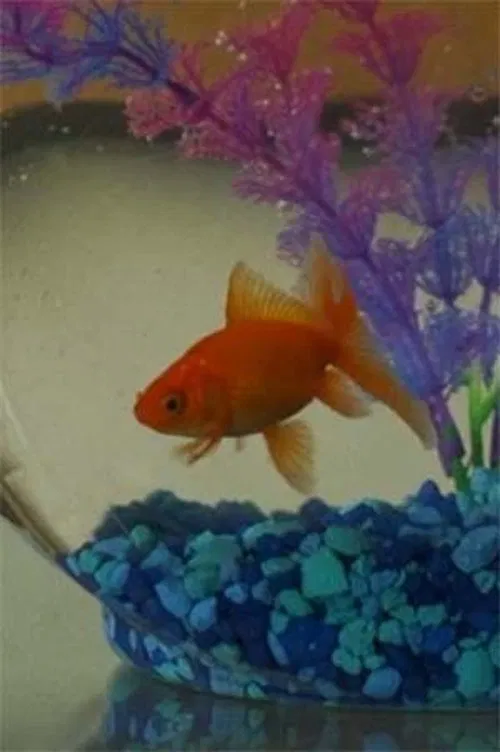 Herminio el Pez profile