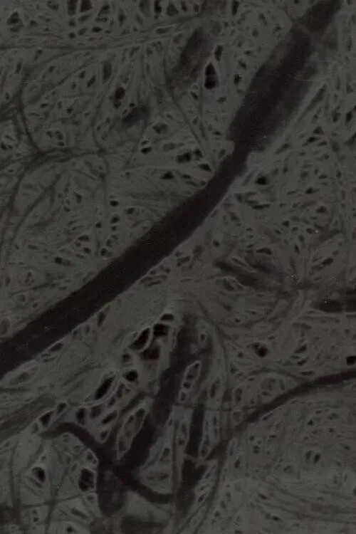 Ecosystem 6 ~ A Sort of Mycelium poster